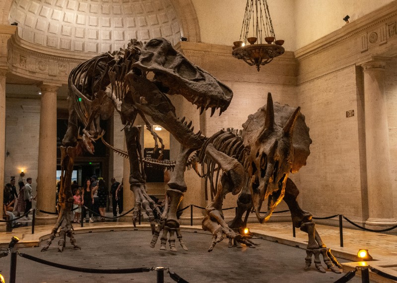 Night with the Dinosaurs